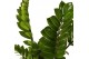 Zamioculcas zamiifolia 