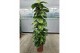 Epipremnum aureum mosstok 