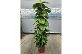 Epipremnum aureum mosstok