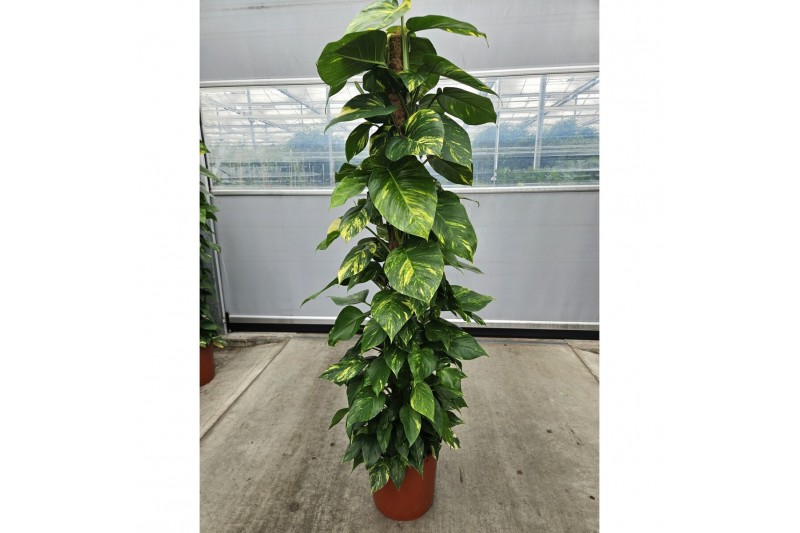 Epipremnum aureum mosstok 