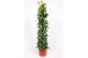 Epipremnum aureum mosstok 