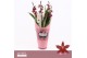 Burrageara barrocco red 3/4-spike - Orchid Collection Potcover 