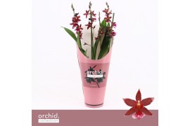 Burrageara barrocco red 3/4-spike - Orchid Collection Potcover