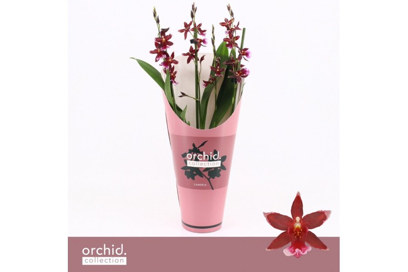 Burrageara barrocco red 3/4-spike - Orchid Collection Potcover Burrageara barrocco red 3/4-spike - Orchid Collection Potcover
