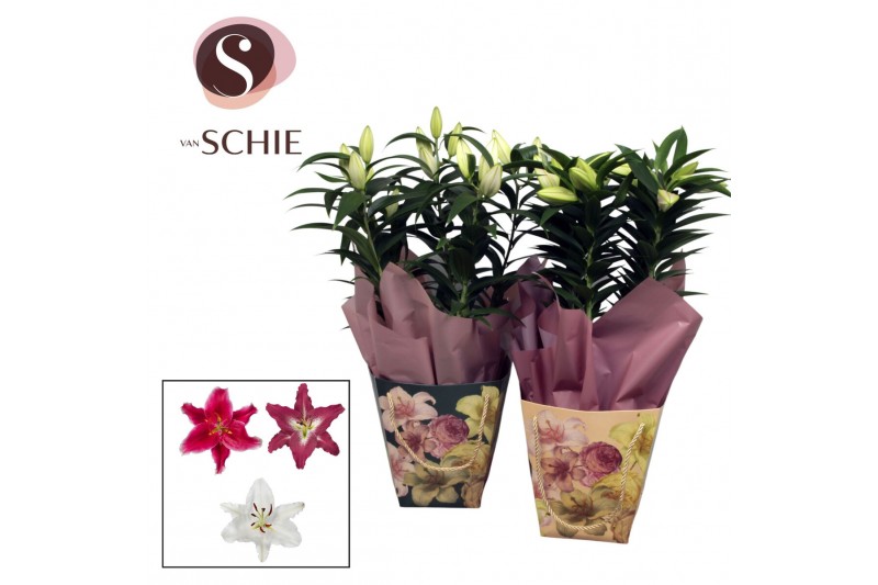 Lilium mix Oriental 17cm Bag BLUSH mix 3 tak/plnt 8 bl. 