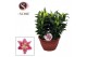 Lilium oriental reeleeze schaal 