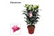 Lilium oriental roselily samantha decorum 