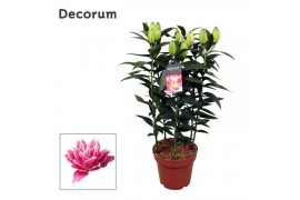 Lilium oriental roselily samantha decorum