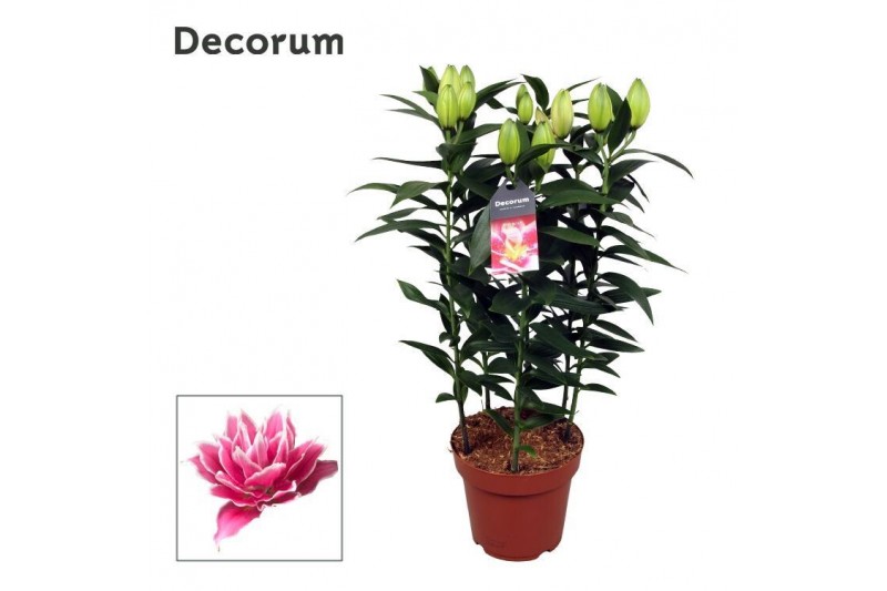 Lilium oriental roselily samantha decorum Lilium oriental roselily samantha decorum