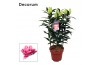 Lilium oriental roselily samantha decorum