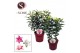 Lilium oriental Roselily Mix 