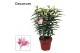 Lilium roselily nowa decorum 