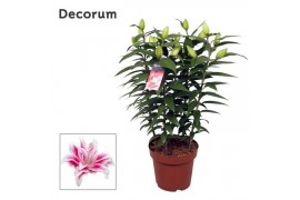 Lilium roselily nowa decorum