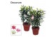 Lilium oriental Roselily Mix Decorum 