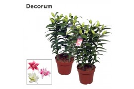 Lilium oriental Roselily Mix Decorum