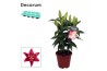 Lilium oriental magny cours decorum