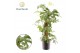 Monstera Monstera Minima mosstok 4 pp 