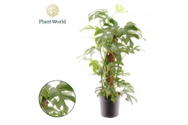 Monstera Monstera Minima mosstok 4 pp
