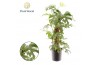 Monstera Monstera Minima mosstok 4 pp