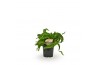 Asplenium antiquum hurricane