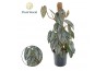 Philodendron brandtianum mosstok