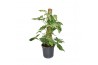 Syngonium mottled mosstok