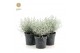 Leucophyta brownii challenge 