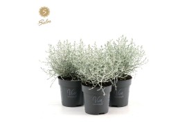 Leucophyta brownii challenge