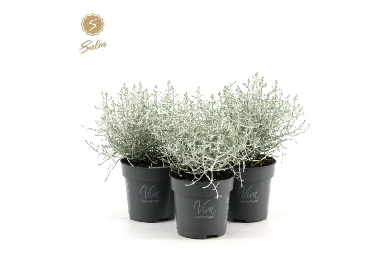 Leucophyta brownii challenge 