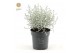 Leucophyta brownii challenge 