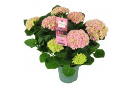 Hydrangea macr. magical evolution Roze 5-6 Bloem