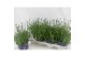 Lavandula angustifolia essence purple 