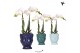 Phalaenopsis multiflora wit Kolibri Orchids Phalaenopsis white 2 spike 
