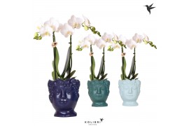 Phalaenopsis multiflora wit Kolibri Orchids Phalaenopsis white 2 spike