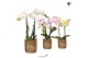 Phalaenopsis mix Kolibri Orchids 2 tak in Diamond pot gold 