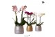 Phalaenopsis mix Kolibri Orchids 2 tak in Groove pot mix 
