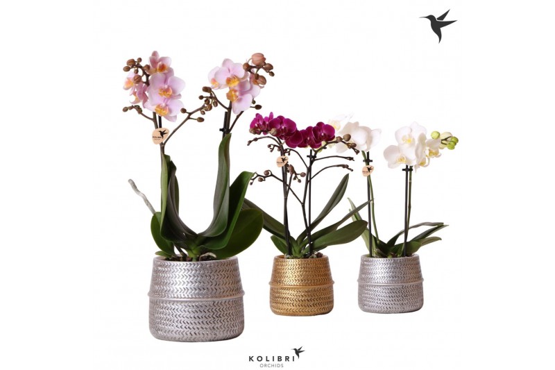Phalaenopsis mix Kolibri Orchids 2 tak in Groove pot mix 