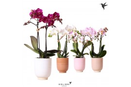 Phalaenopsis multiflora 2 tak mix in glazed pot mix kolibri orchids