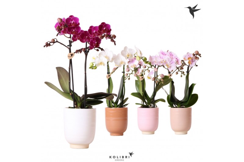 Phalaenopsis multiflora 2 tak mix in glazed pot mix kolibri orchids 