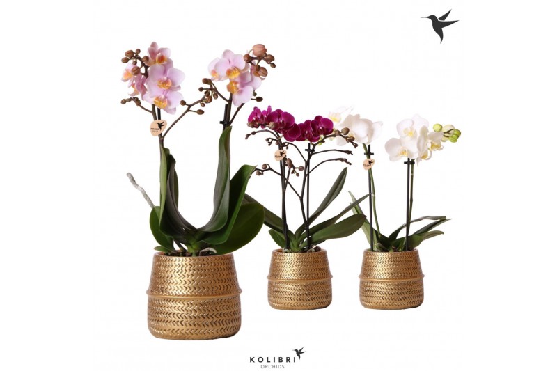 Phalaenopsis mix Kolibri Orchids 2 tak in Groove pot gold 