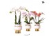Phalaenopsis mix Kolibri Orchids 2 tak in Le Chic pot gold 