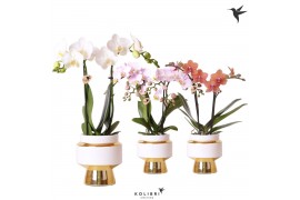 Phalaenopsis mix Kolibri Orchids 2 tak in Le Chic pot gold