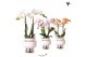 Phalaenopsis mix Kolibri Orchids 2 tak in Le Chic pot silver 