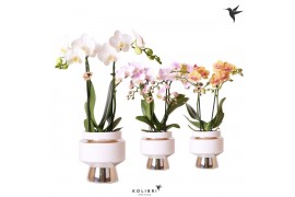 Phalaenopsis mix Kolibri Orchids 2 tak in Le Chic pot silver