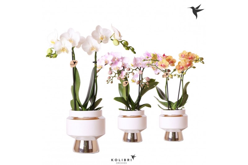Phalaenopsis mix Kolibri Orchids 2 tak in Le Chic pot silver 