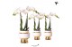 Phalaenopsis multiflora wit Kolibri Orchids 2 tak in Le Chic pot gold 