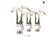 Phalaenopsis multiflora wit Kolibri Orchids 2 tak in Le Chic pot silve 