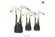 Phalaenopsis multiflora wit 2 tak in bubble pot black kolibri orchids 