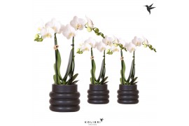 Phalaenopsis multiflora wit 2 tak in bubble pot black kolibri orchids