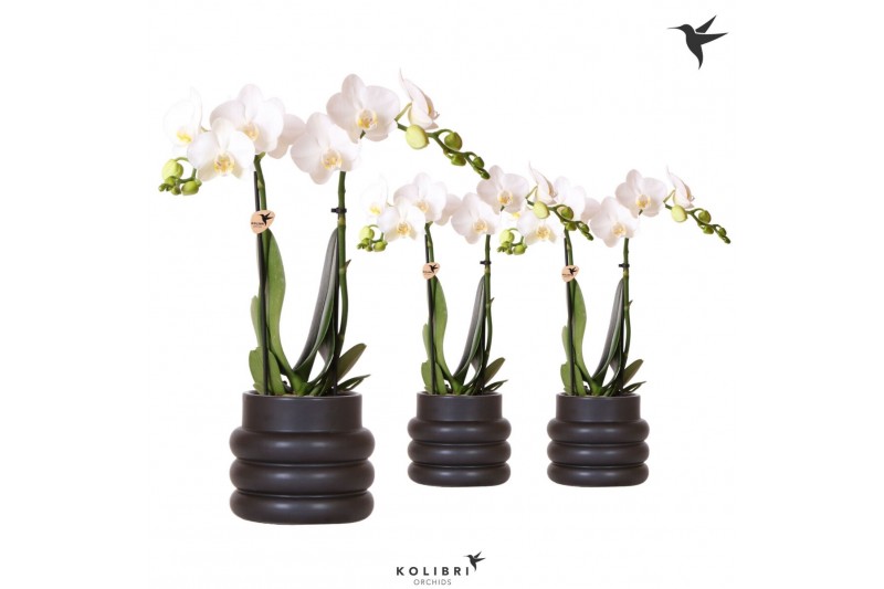 Phalaenopsis multiflora wit 2 tak in bubble pot black kolibri orchids 
